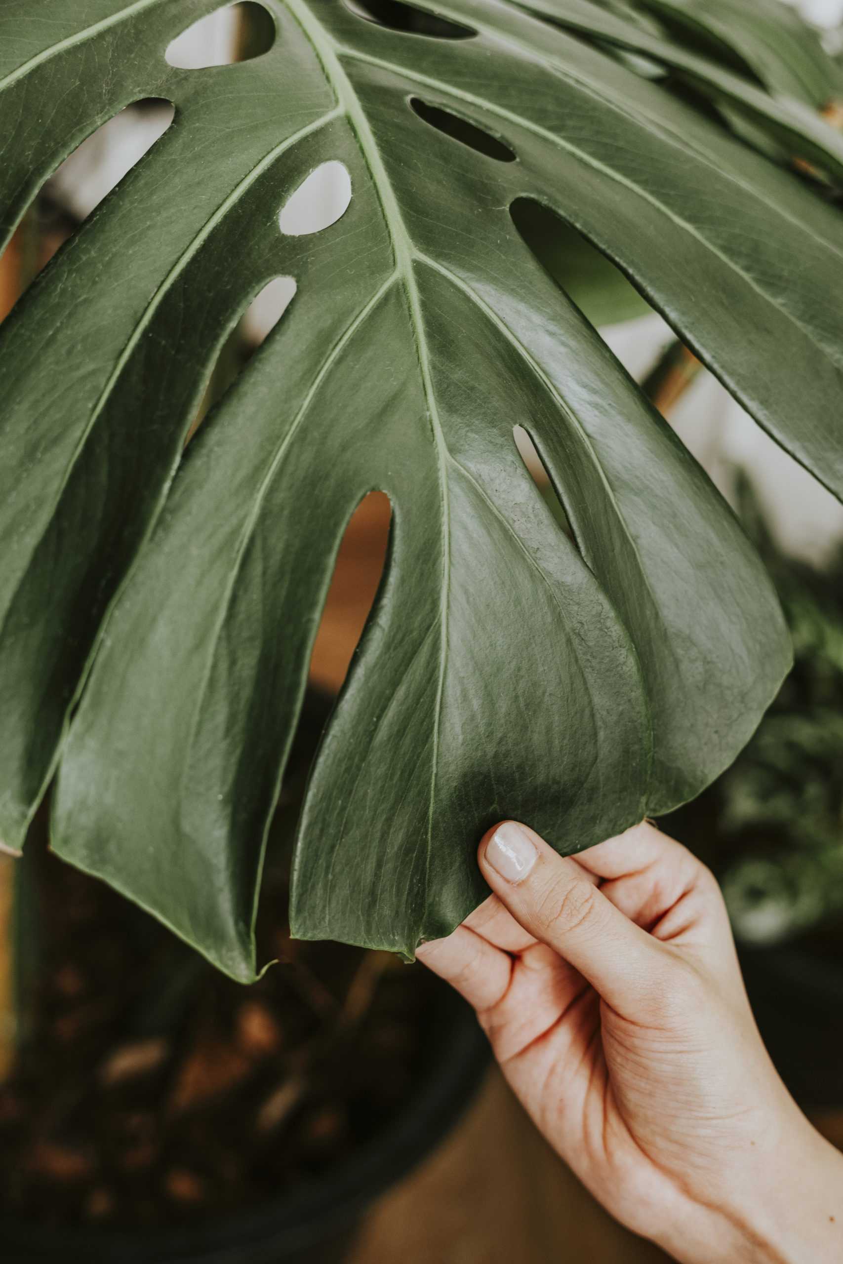 hand-touching-a-monstera-leaf-scaled