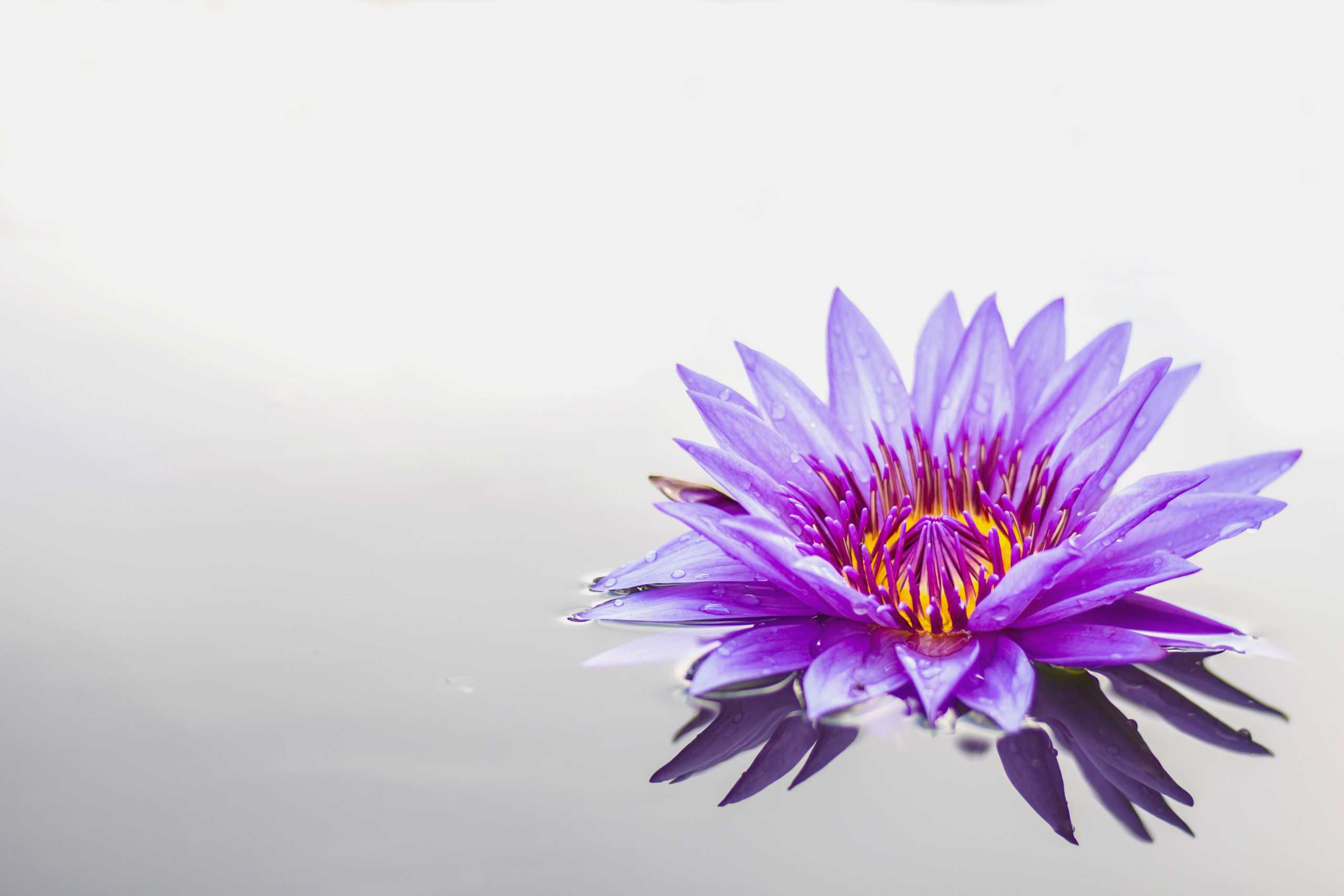lotus-flower-a-beautiful-purple-with-white-background-scaled