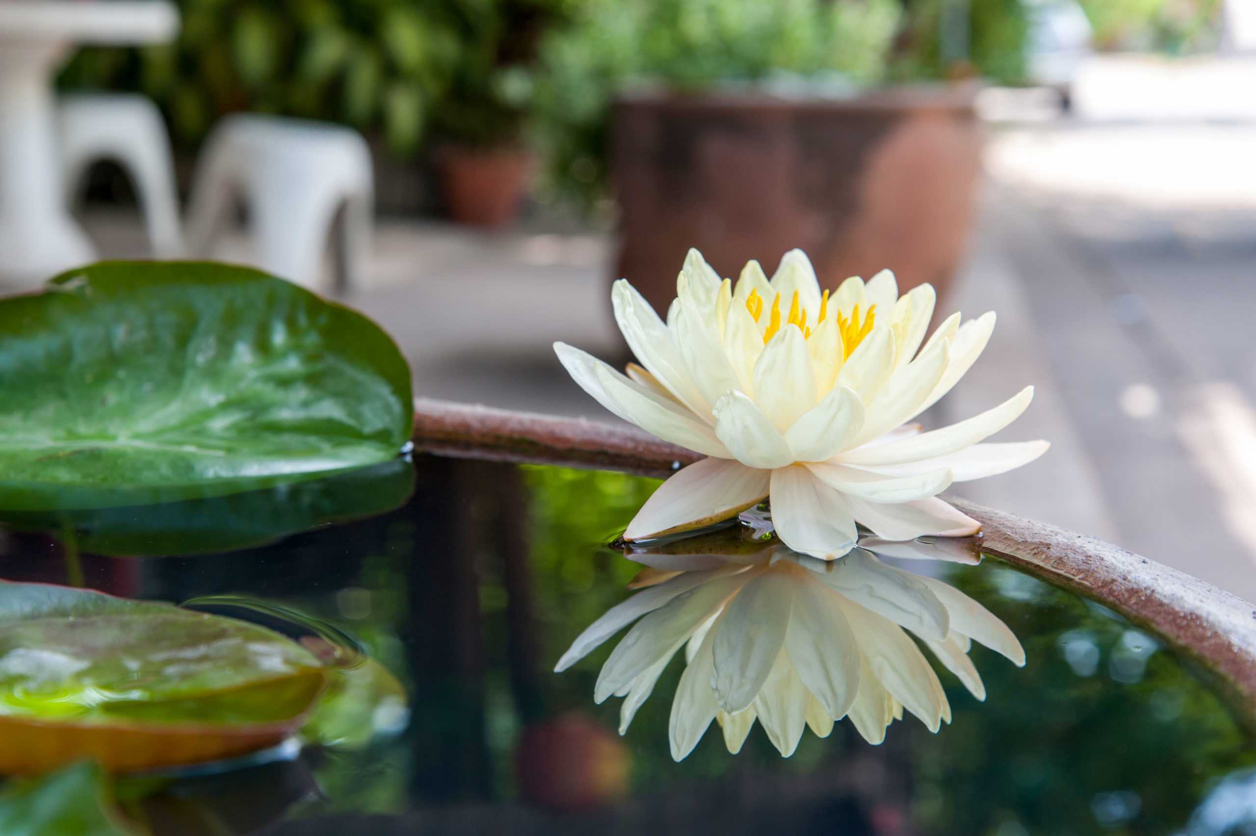 water-lilly-lotus-scaled